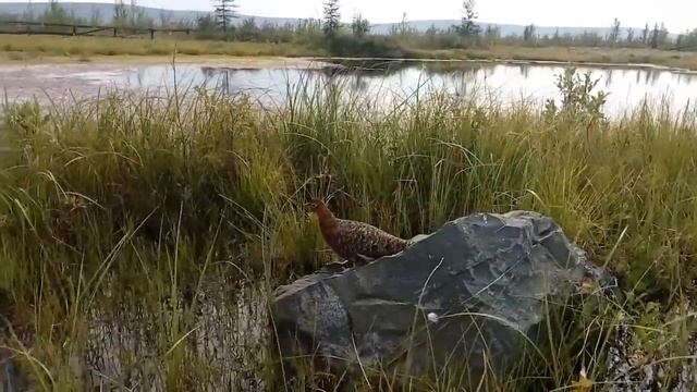 Куропатка... смотреть онлайн