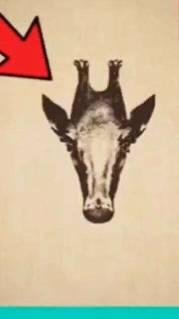 giraffe 🦒 fact#viral #viral #shorts #video #trending #youtube #video смотреть онлайн