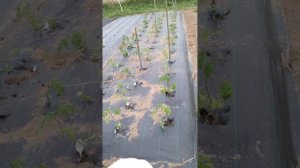 Как навсегда забыть о прополке Или как мы садили томаты под агроткань)