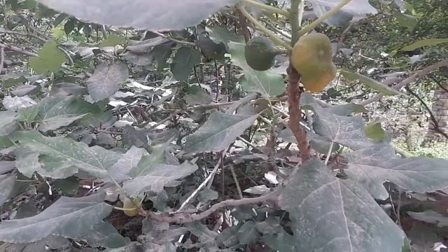 سبب تساقط ثمار التين الذكر والانثى وسبب الاصفرار وكيفية العلاج смотреть онлайн