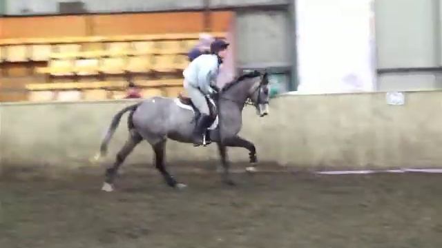 Platinum Ladie's Man - Canter Paces смотреть онлайн