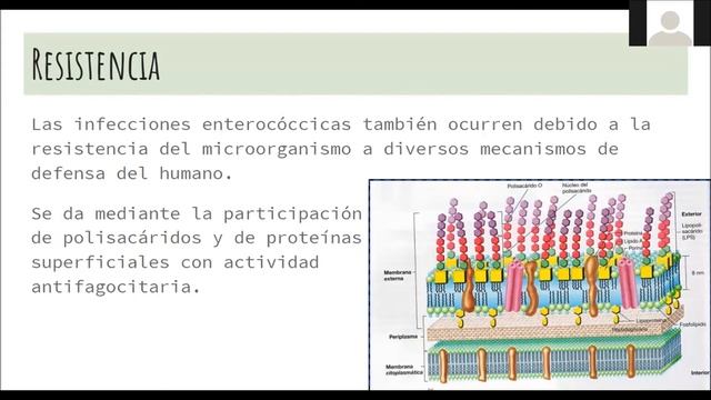 Enterococcus faecalis смотреть онлайн