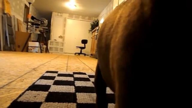 Junior ~ The Camera Ham! Our 5 week old APBT licking and following the camera смотреть онлайн