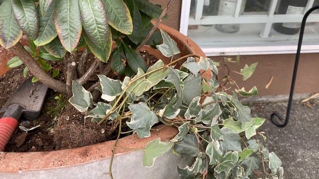 Transplant of A Glacier Ivy - October 12 смотреть онлайн