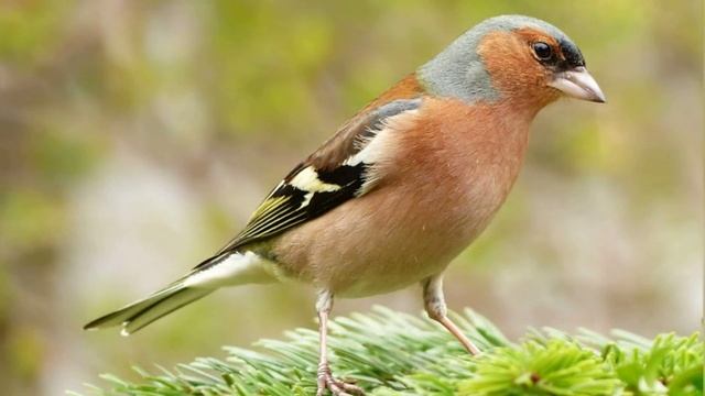 Пение Зяблика. Голоса Птиц. Звук Зяблика смотреть онлайн