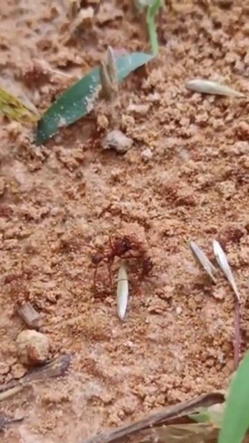 Leaf cutter ant struggles to carry boulder смотреть онлайн