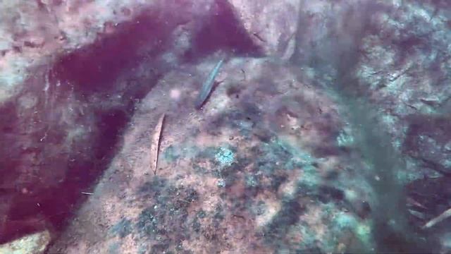 Fish Fry in the bog filter| Dream pond update смотреть онлайн