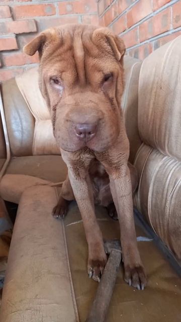 собака#животные#шарпей#молоток# смотреть онлайн