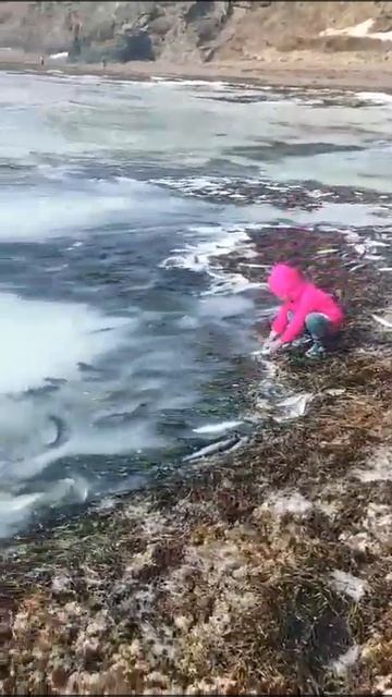 море селёдки смотреть онлайн