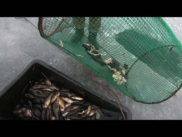 ВОТ БЫ ТАКИХ КАБАНОВ НА УДОЧКУ ПОЛОВИТЬ!!! КАК СИБИРСКИЕ МУЖИКИ РОТАНА ЛОВИЛИ))) ПРОВЕРКА МОРДУШЕК.