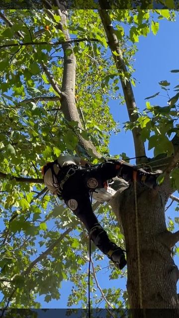 #crane #climber #trees #treeclimbing #treework #arboriculture смотреть онлайн