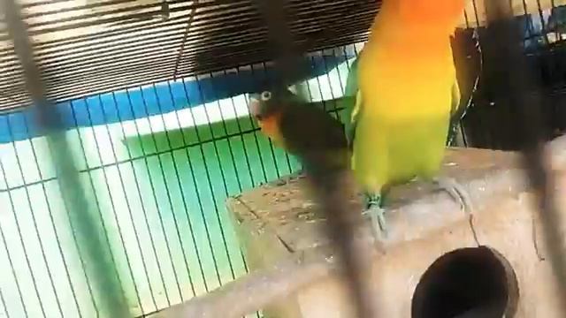 Anakan Lovebird Green/bio/PB x Olive/pf смотреть онлайн