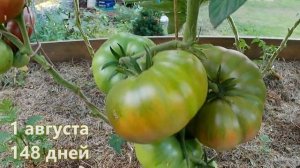 Томатный гном  Дикий Фред. Для гурманов!