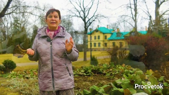 СОБЕРИТЕ СЕЙЧАС ЭТИ ЛИСТЬЯ - спасут от перхоти, потливости, морщин и простуды! смотреть онлайн