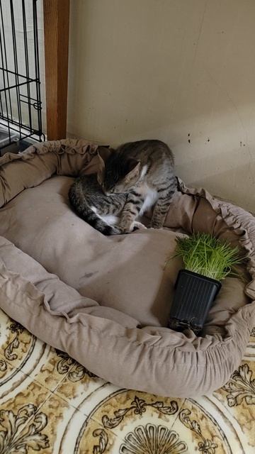 Серенький 2