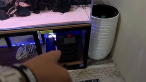 Крутой фитофильтр для аквариума своими руками и биология в аквариуме.