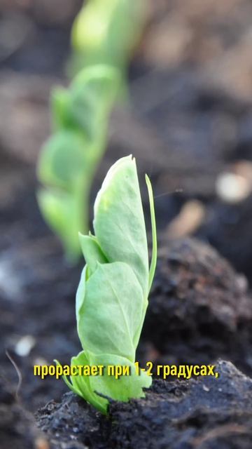 Успейте посеять, пока холодно! Эти овощи не боятся заморозков и быстро дают отличный урожай! смотреть онлайн