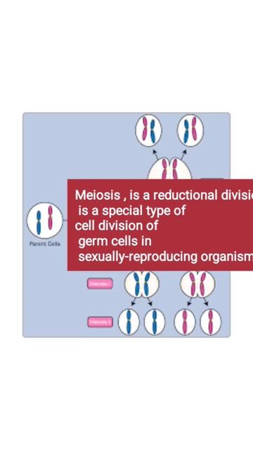 MEIOSIS смотреть онлайн