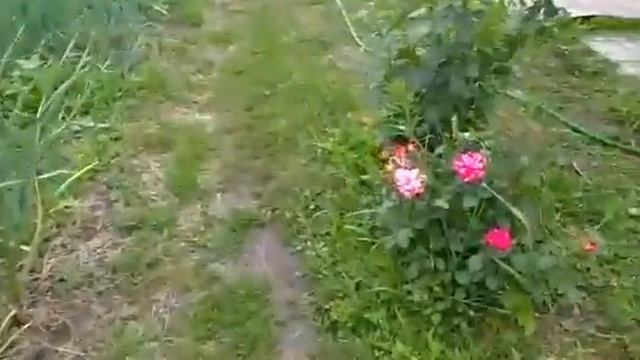 Сад-Ольги Анатольевны!!! смотреть онлайн