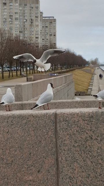 хомай смотреть онлайн