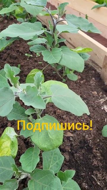 Спасаем растения от паутинного клеща! #садоводство смотреть онлайн
