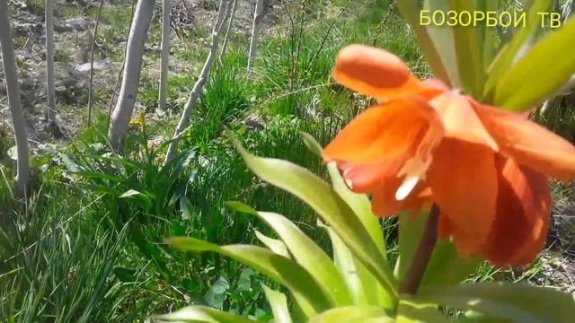 Гулхои Шукуфон Табиати Форам 13.04.2022.д.нимич смотреть онлайн