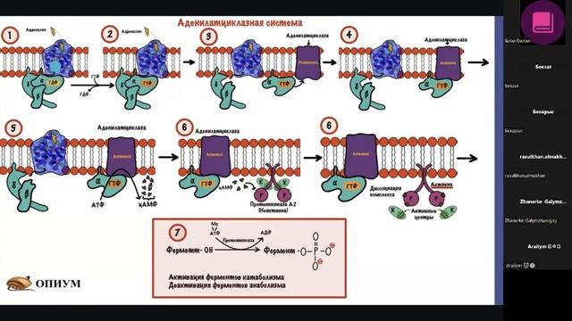 БАСҚАРУ ЖҮЙЕСІ. ҰБТ биология смотреть онлайн