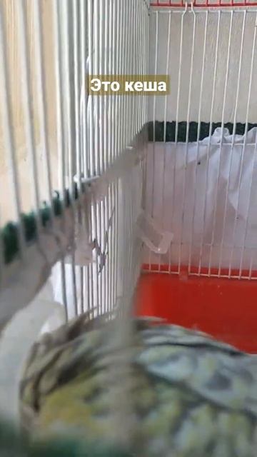 это кеша мой попугай лучший домашний друг смотреть онлайн