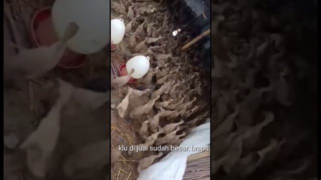 Beternak Bebek modal 9Ribu смотреть онлайн