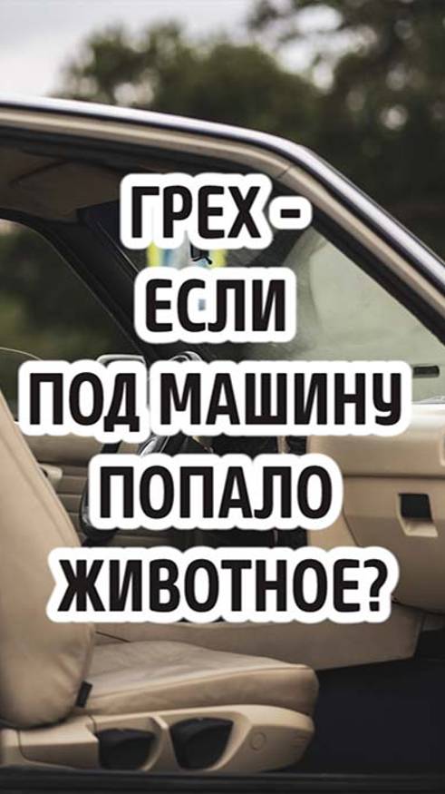 Считается ли грехом, если под машину попало животное? смотреть онлайн