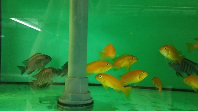Tropheops orange chilumba смотреть онлайн