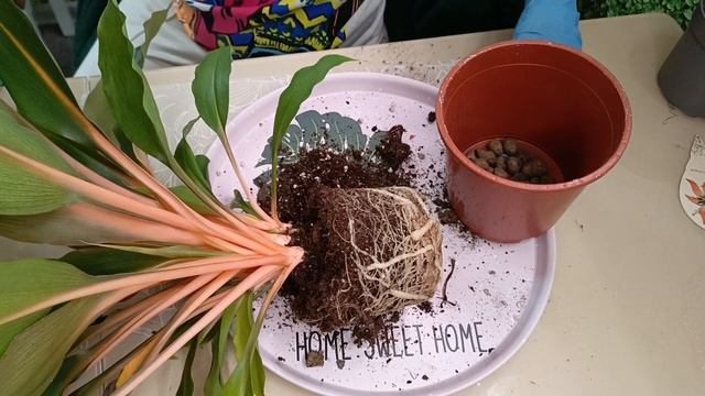 Хлорофитум Грин Оранж #Chlorophytum