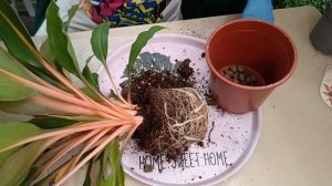 Хлорофитум Грин Оранж #Chlorophytum