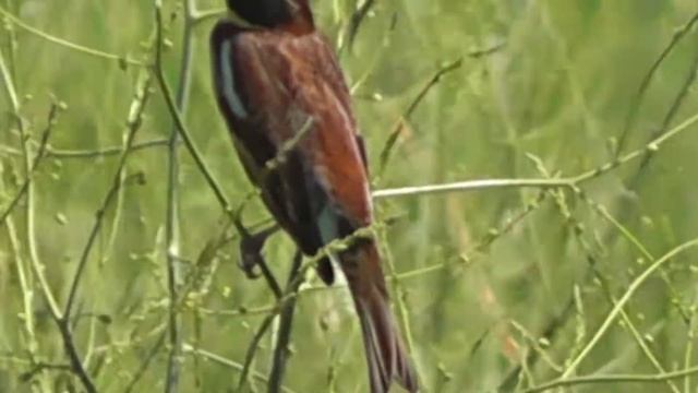 ДУБРОВНИКИ(Emberiza aureola) СОВЕРШЕНСТВУЮТ СВОЮ ВОКАЛЬНУЮ ФОРМУ смотреть онлайн