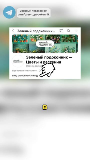 Как избавиться от вредителей на комнатных растениях? #удобрение #цветы #растения #комнатныецветы смотреть онлайн
