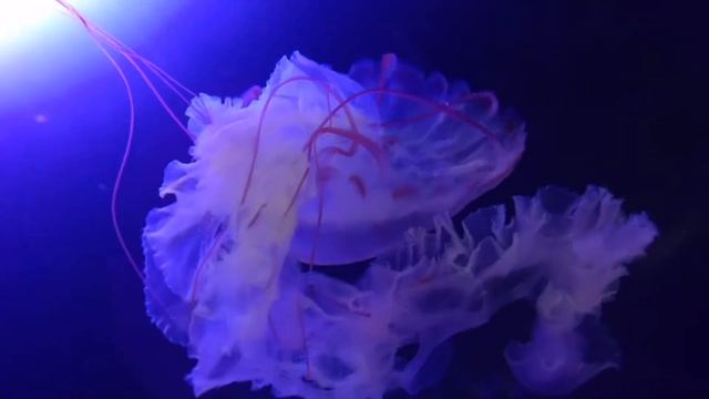 Purple Striped Jelly смотреть онлайн