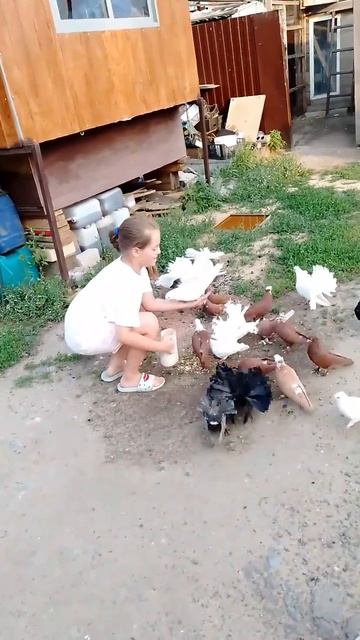 Юнная голубятница Яна❤Моя помощница кормит голубей🕊Приятного просмотра и Мирного неба над головой🙏🕊 смотреть онлайн