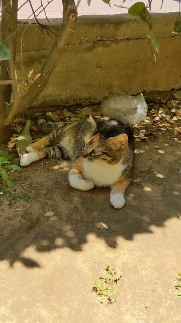 Черепаховая кошка отдыхает в тропическом саду 😻 Funny feral calico cat rest 😹 Kucing lucu 面白い猫 Gat смотреть онлайн