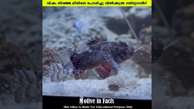 വിഷമിന് പൊരിച്ചു വിൽക്കുന്ന റസ്റ്റോറന്റ് | Scorpionfishes | Motive In Facts смотреть онлайн