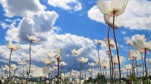 Зяблик поет, ветреница луговая цветет |RELAX |ASMR