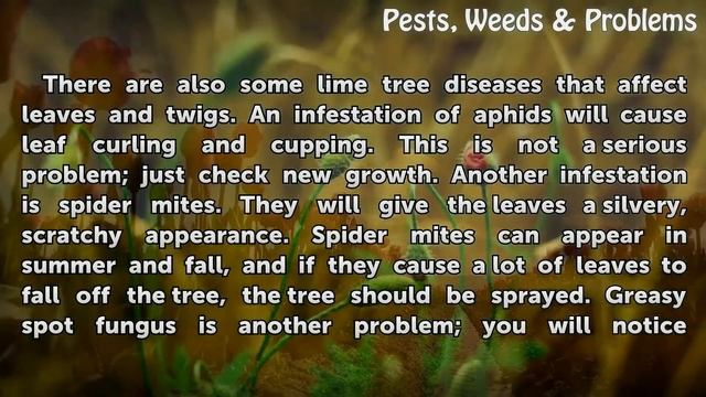 Lime Tree Diseases смотреть онлайн