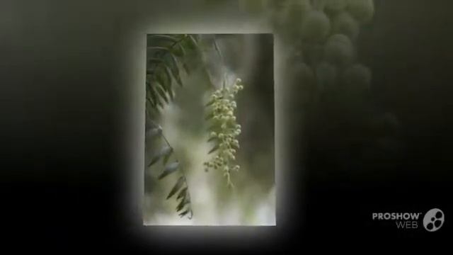 Schinus - garden plants смотреть онлайн