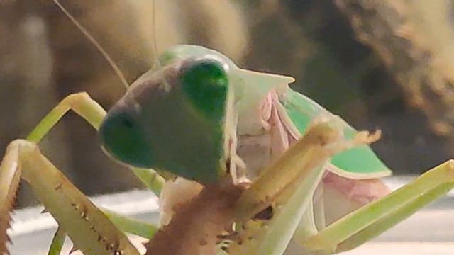 Giant Shield Mantis Feeding смотреть онлайн
