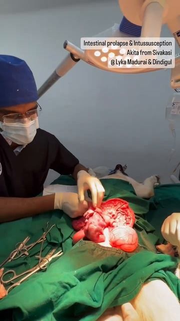 Intestinal prolapse & Intussusception on a Akita from Sivakasi@ Lyka Multi Speciality Pet Hospital смотреть онлайн