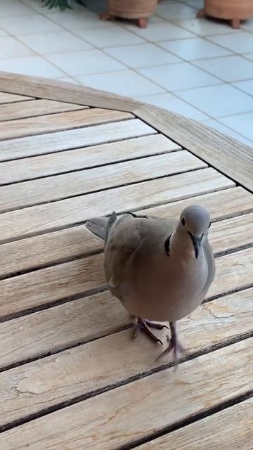 любопытный , горлица кольчатая😁 смотреть онлайн