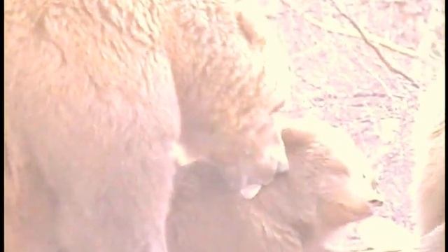 MONSTER MOTHER GRIZZLY! WATCH OUT! SINNESSJUKA MONSTER MAMMA GRIZZLY! SE UPP! pt.2 смотреть онлайн