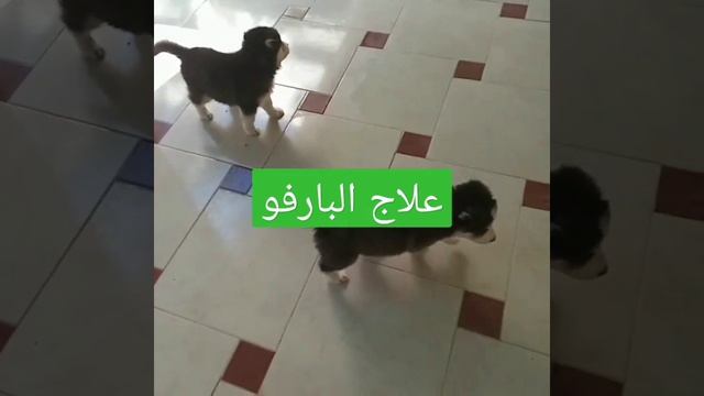 علاج البارفو للكلاب смотреть онлайн