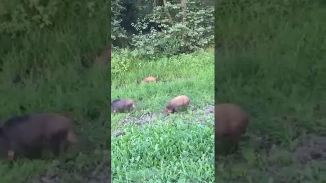 Дикие кабаны вышли на дорогу (мамка с детьми) смотреть онлайн