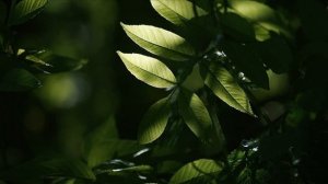 Эволюция Растений От Семени до Цветка