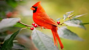 🐦 РАССЛАБЛЯЮЩЕЕ ПЕНИЕ ПТИЦ И МУЗЫКА ДЛЯ ДУШИ 🎵 ОЧЕНЬ КРАСИВАЯ МУЗЫКА ДЛЯ СНА И МЕДИТАЦИИ